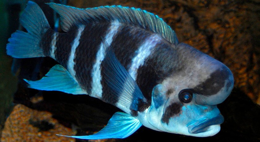 Рыба бурунди Рыба бурунди