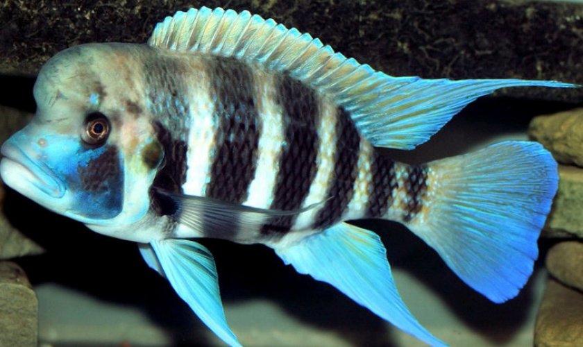 Рыба kigoma Рыба kigoma