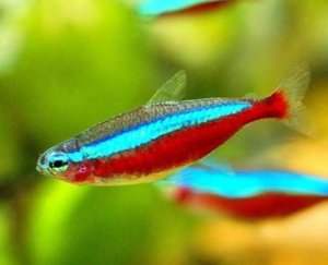 Красный неон