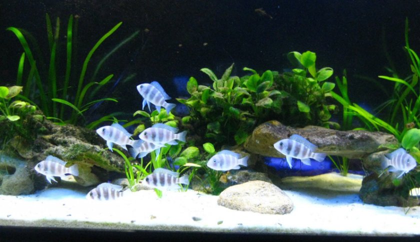Аквариум с фронтозами Аквариум с фронтозами