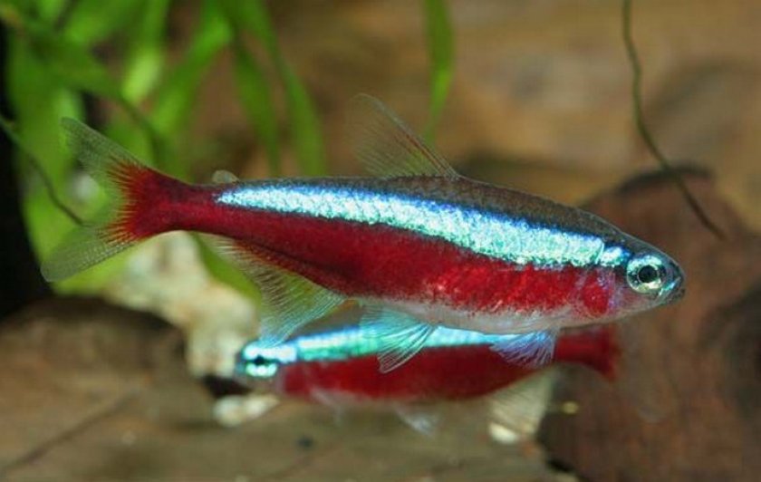 Красный неон