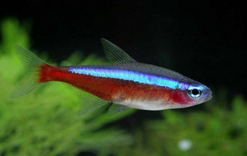 Красный неон