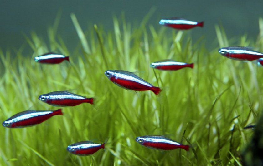 Красный неон