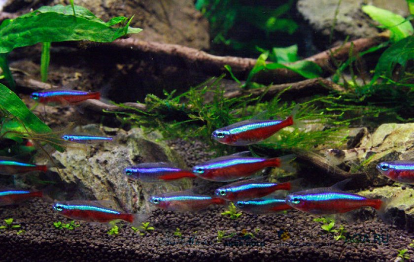 Красный неон