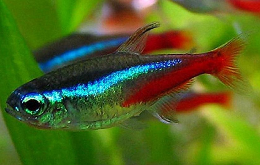 Красный неон