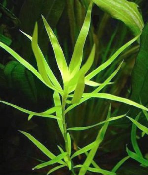 Гигрофила Гигрофила