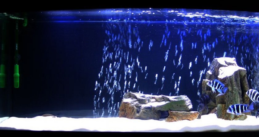 Освещение в аквариуме Освещение в аквариуме