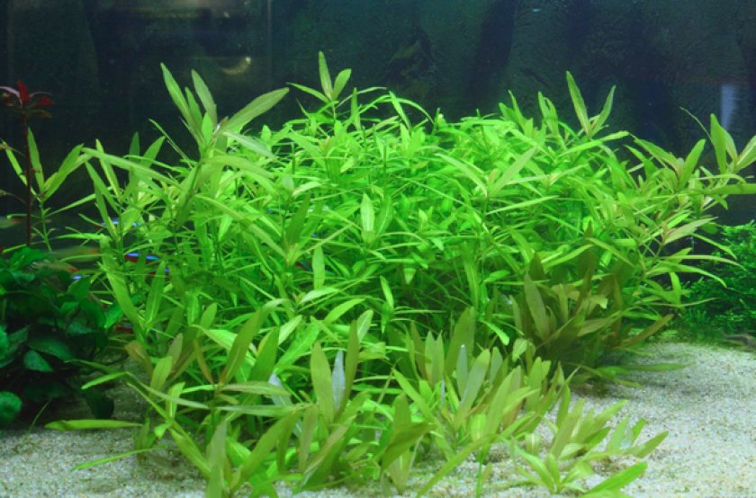 Гигрофила многосеменная Гигрофила многосеменная