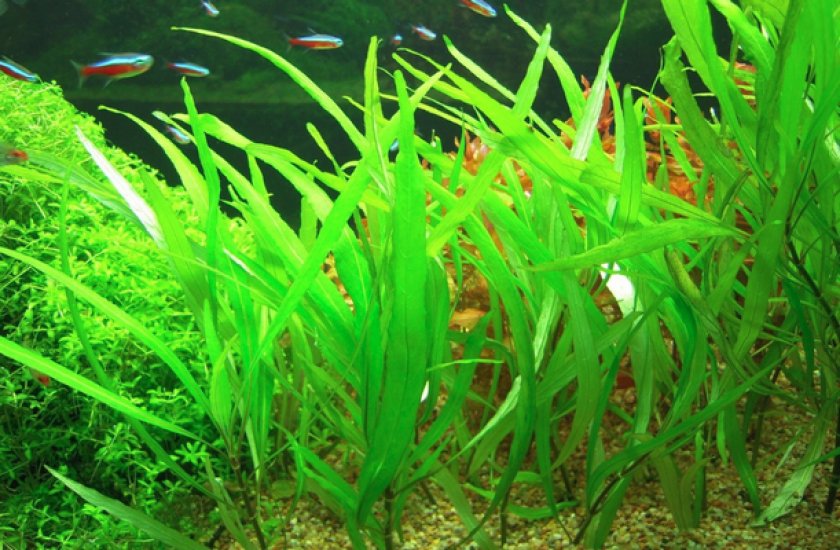 Hygrophila angustifolia Hygrophila angustifolia