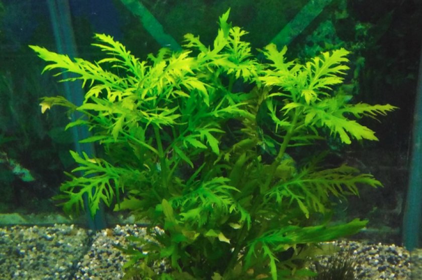 Hygrophila difformis Hygrophila difformis