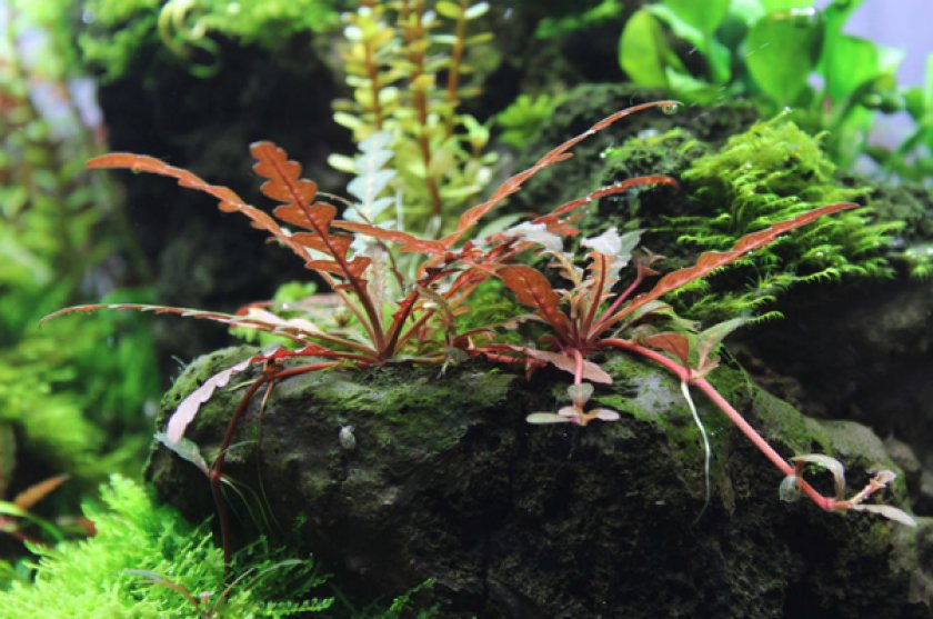 Hygrophila pinnatifida Hygrophila pinnatifida