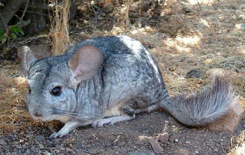 Шиншилла Шиншилла