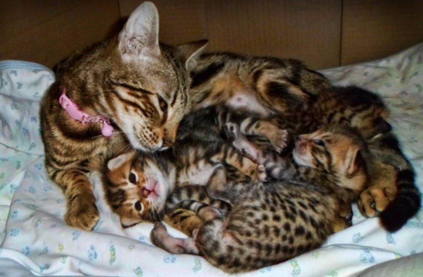Кошка саванна с котятами Кошка саванна с котятами