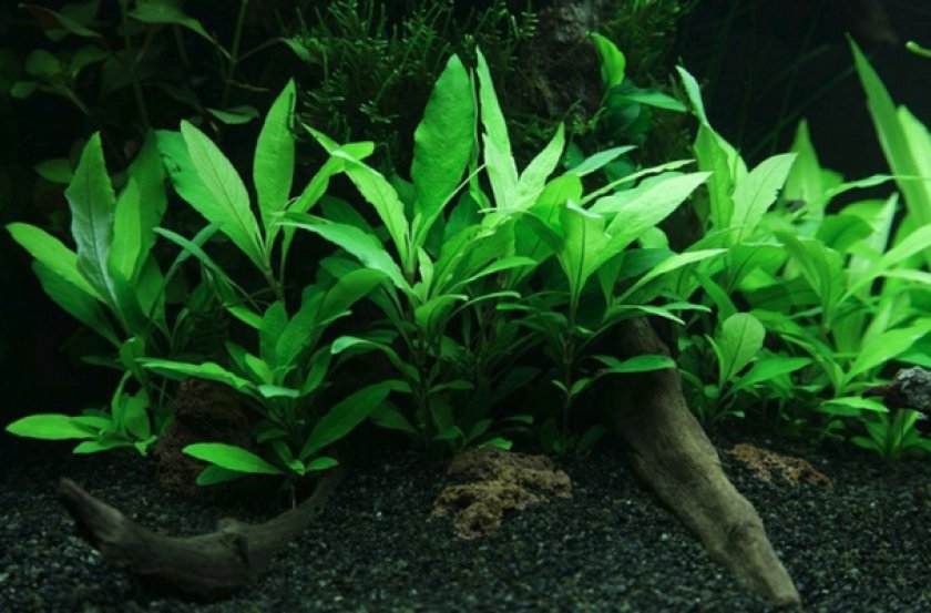 Hygrophila corymbosa Hygrophila corymbosa