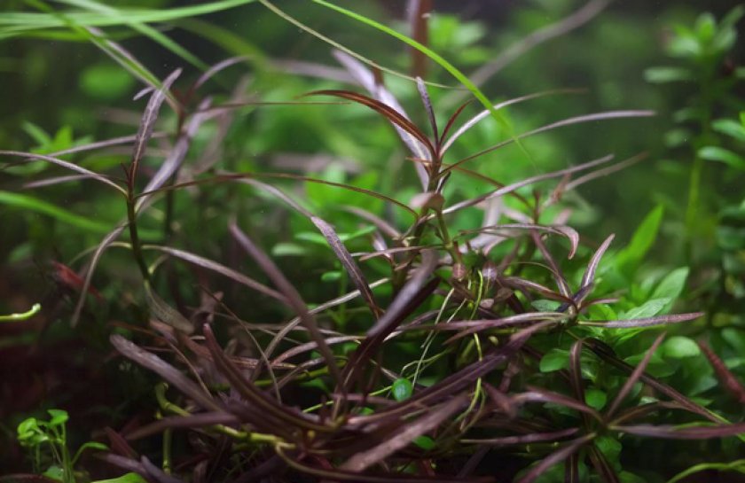 Hygrophila sp. araguaia Hygrophila sp. araguaia