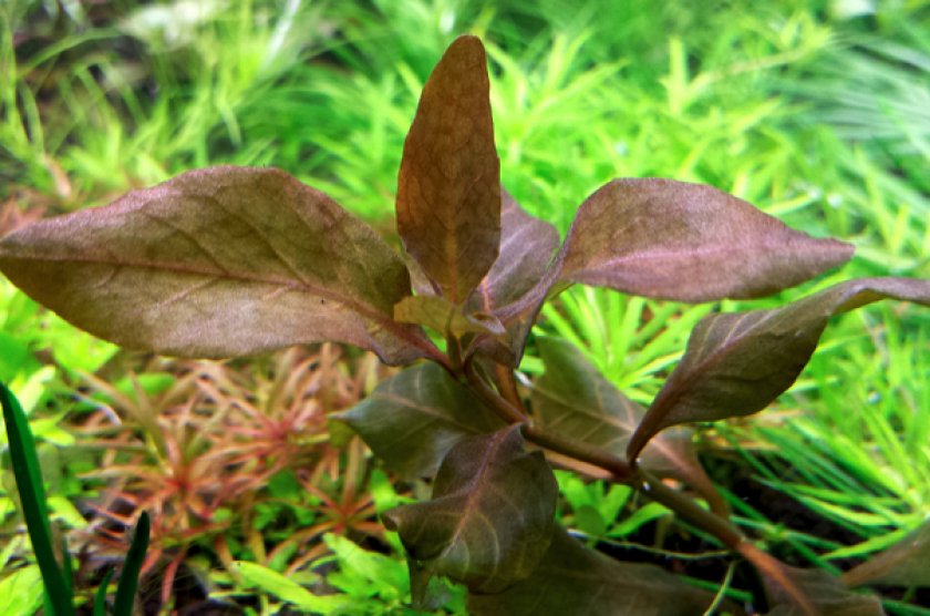 Hygrophila Brown Hygrophila Brown