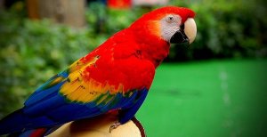Мел для попугаев можно ли есть людям – минеральный камень для птиц