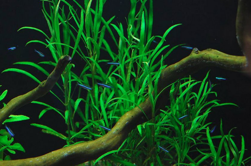 Hygrophila angustifolia Hygrophila angustifolia