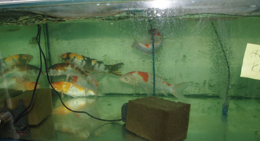 Аквариум для карпов кои