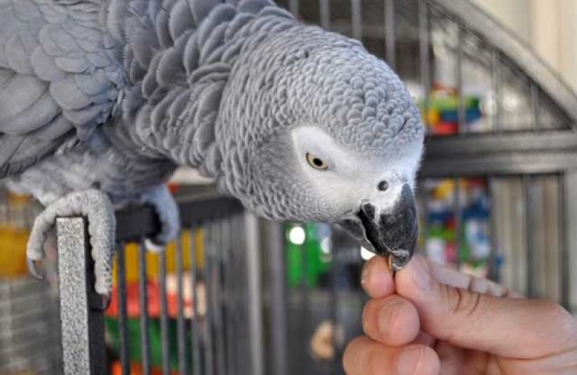 Попугай ест с рук