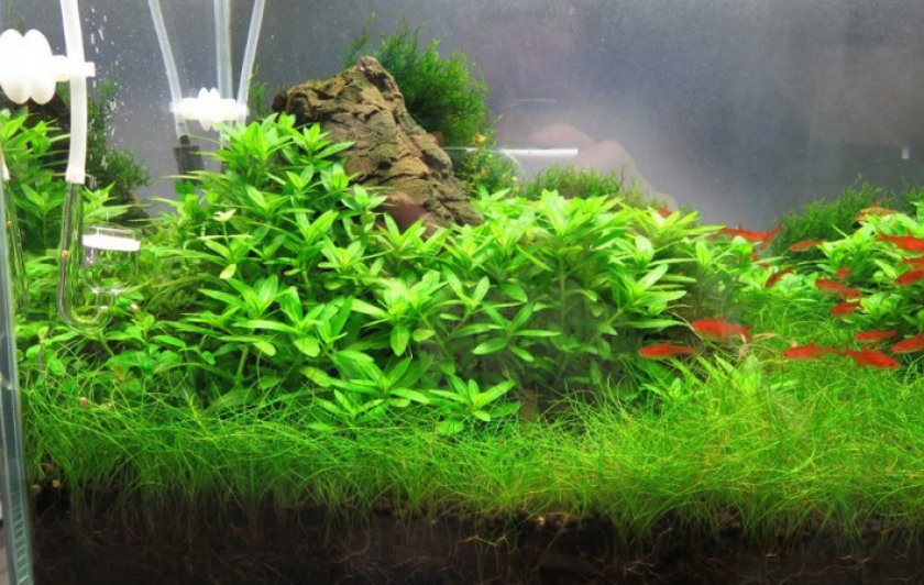 Стаурогин репенс