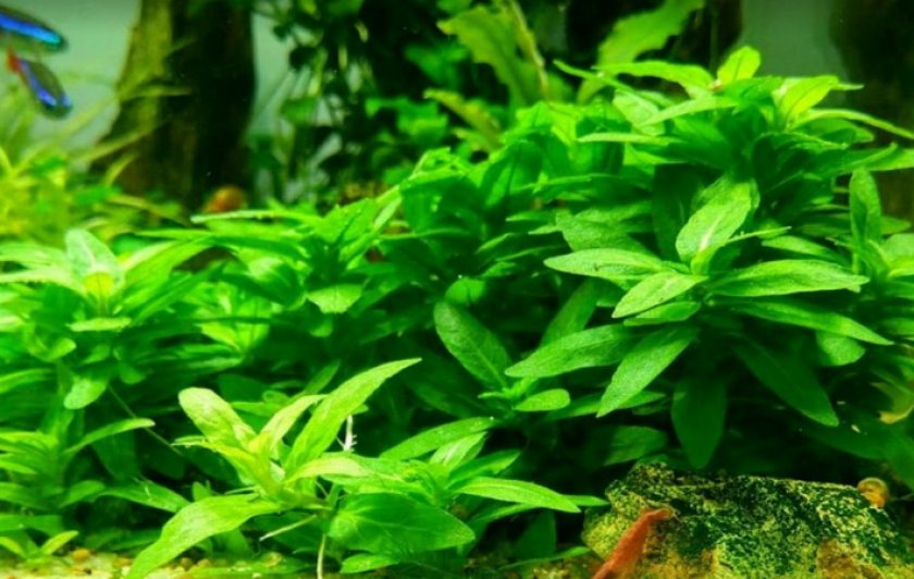 Стаурогин репенс