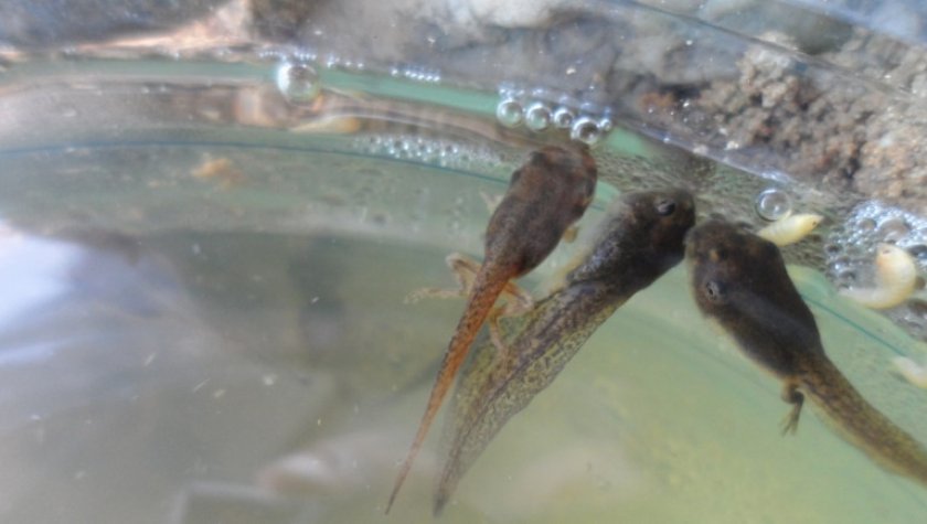 Мелкие головастики