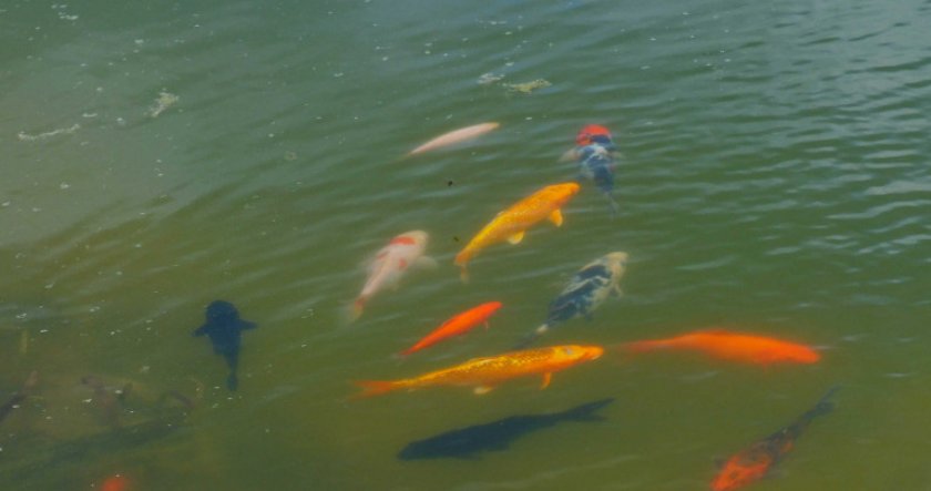 Карпы кои в пруду