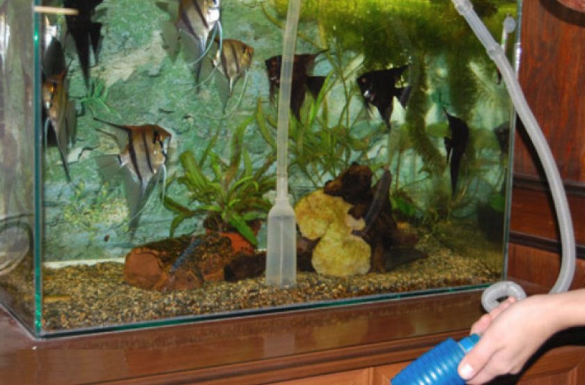 Подмена воды в аквариуме