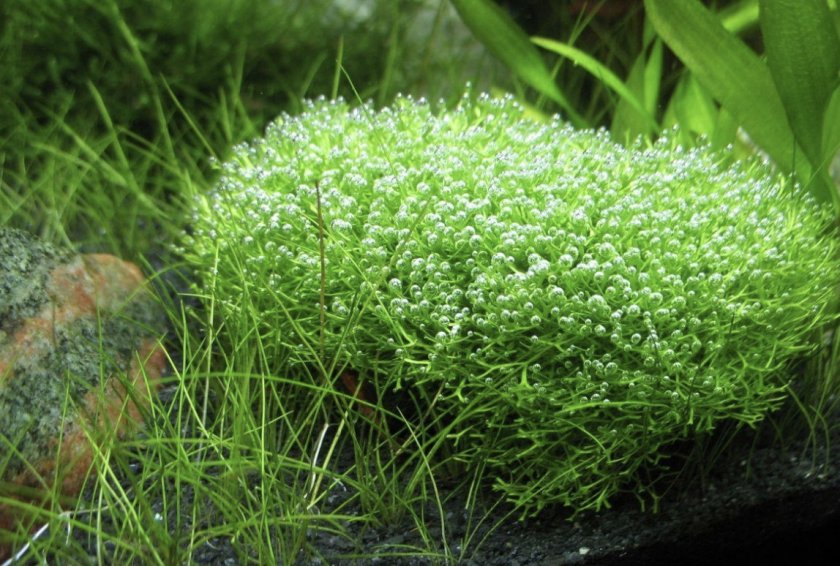 Амано Амано