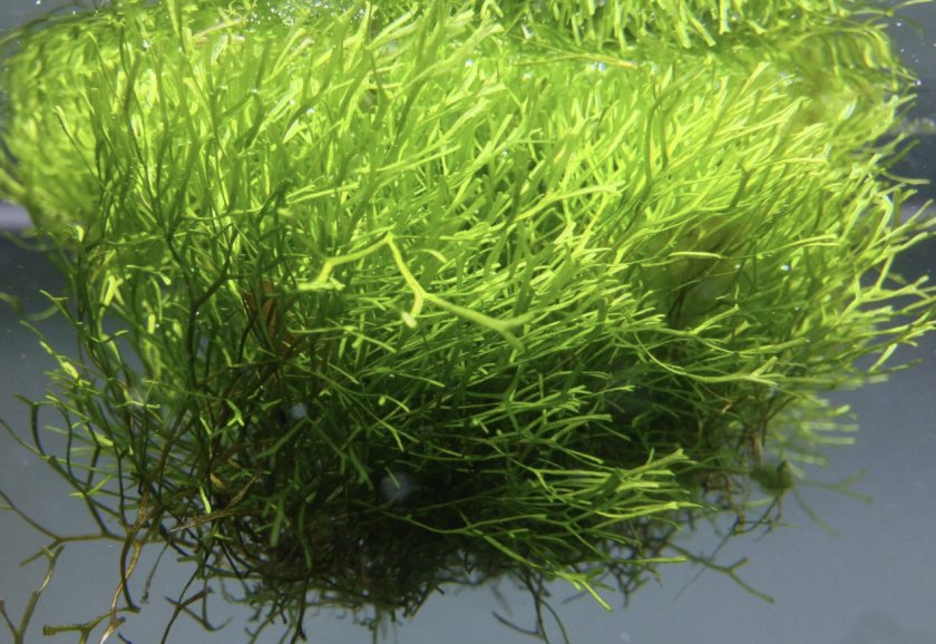 Плавающая риччия Плавающая риччия