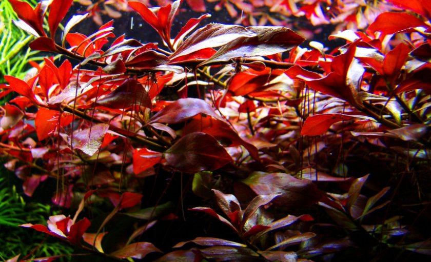 Людвигия болотная