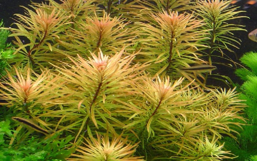 Кубинская Кубинская