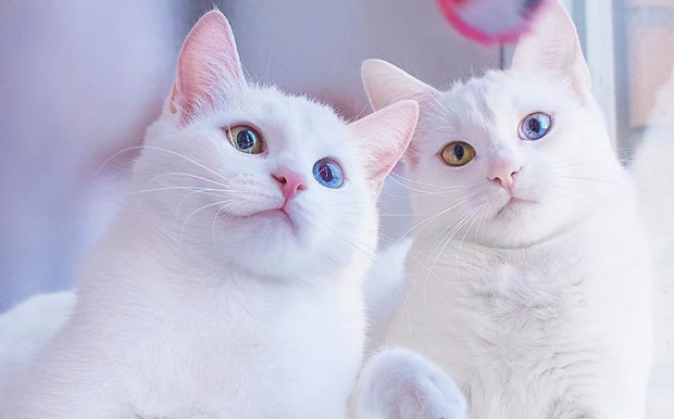 Кошки као-мани Кошки као-мани