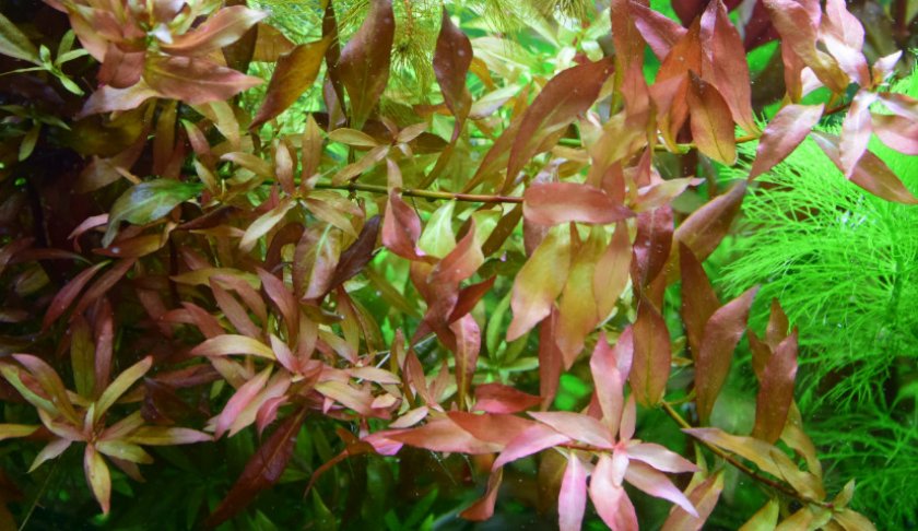 Гибридная Гибридная