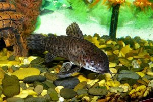 Сом таракатум