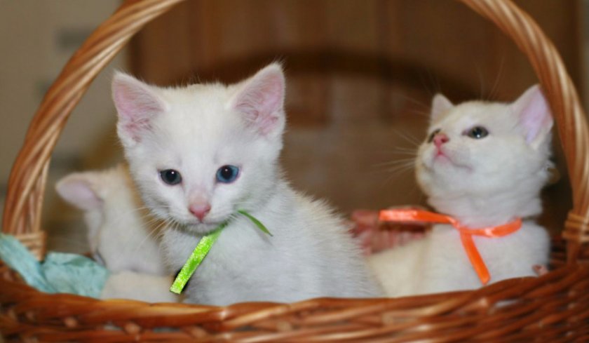 Котята као-мани Котята као-мани