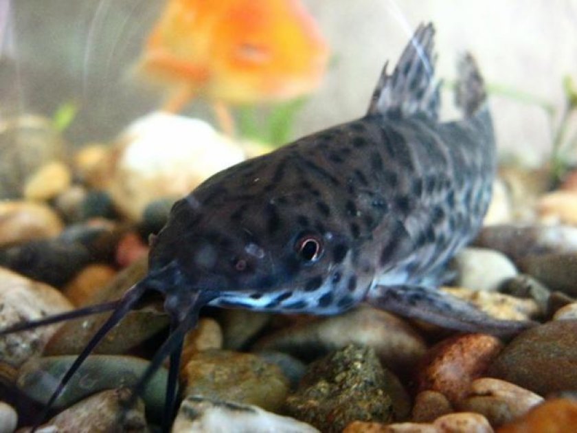 Сом таракатум