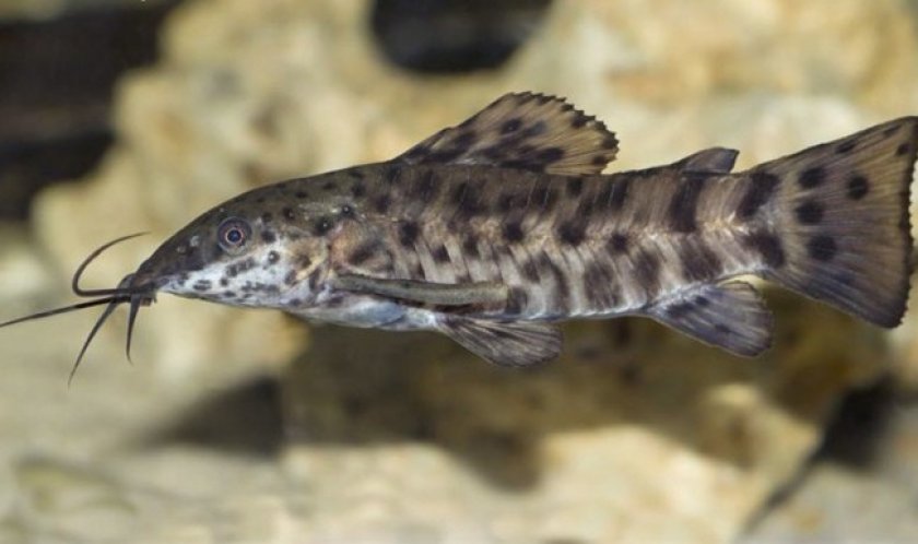 Сом таракатум