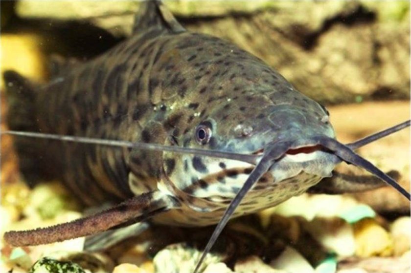 Сом таракатум