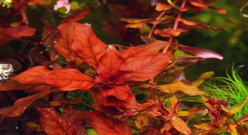 Людвигия супер ред Людвигия супер ред