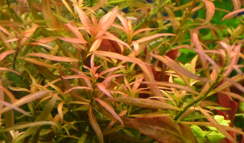 Людвигия бревипес Людвигия бревипес