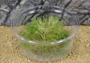 Аквариумный мох