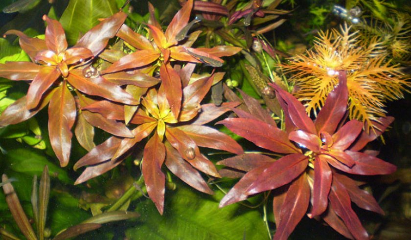 Людвигия железистая Людвигия железистая