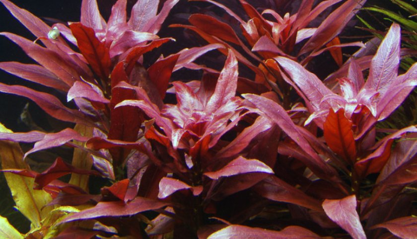 Людвигия перуанская Людвигия перуанская