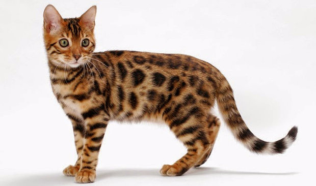 Бенгальская кошка Бенгальская кошка