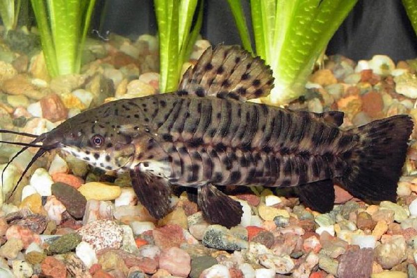 Сом таракатум