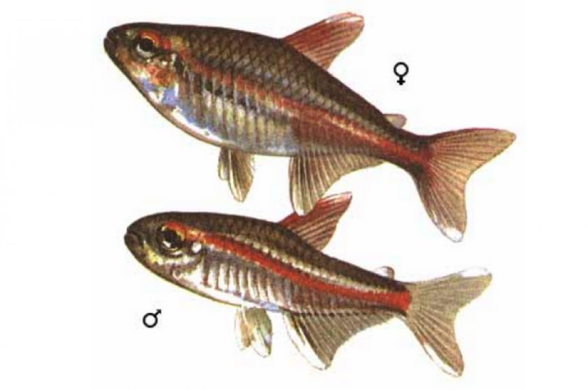 Эритрозонусы