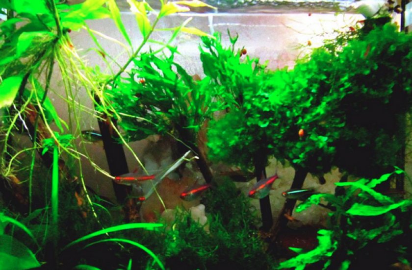 Эритрозонусы в аквариуме