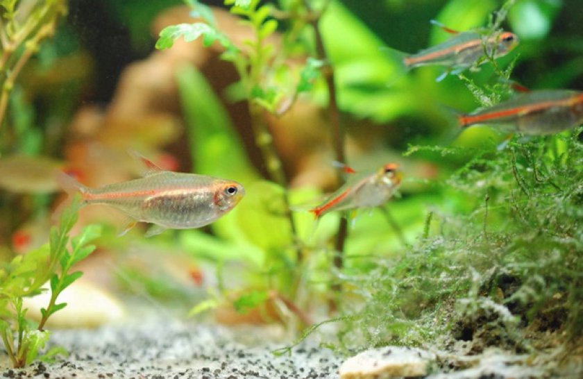 Эритрозонусы в аквариуме